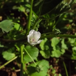 Photographie n°977835 du taxon Malva neglecta Wallr. [1824]