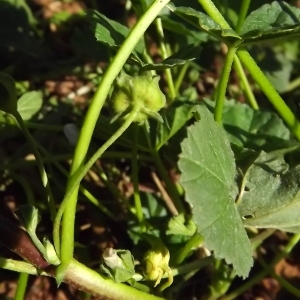 Photographie n°977836 du taxon Malva neglecta Wallr. [1824]