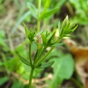 Photographie n°977843 du taxon Centaurium erythraea Rafn [1800]