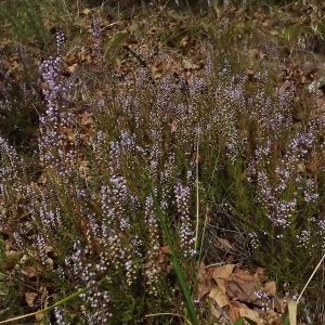 Photographie n°977865 du taxon Calluna vulgaris (L.) Hull