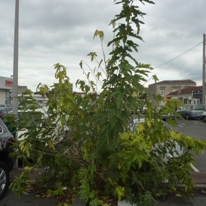 Photographie n°977866 du taxon Morus kagayamae Koidz. [1915]