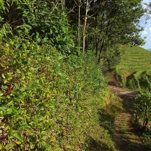 Photographie n°977892 du taxon Lonicera periclymenum L. [1753]