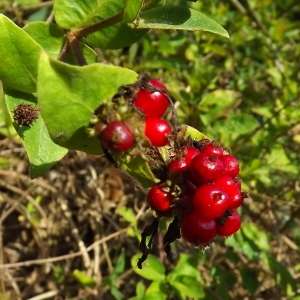 Photographie n°977893 du taxon Lonicera periclymenum L. [1753]