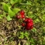  Florent Beck - Lonicera periclymenum L. [1753]