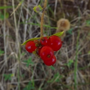 Photographie n°977894 du taxon Lonicera periclymenum L. [1753]