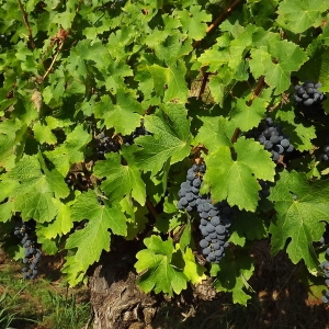 Photographie n°977903 du taxon Vitis vinifera subsp. vinifera 