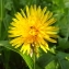  Florent Beck - Taraxacum F.H.Wigg. [1780]