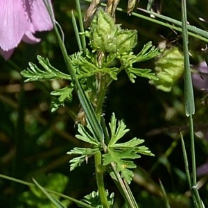 Photographie n°977969 du taxon Malva moschata L. [1753]