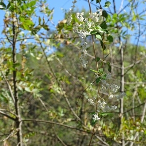 Photographie n°978062 du taxon Fallopia aubertii (L.Henry) Holub [1971]