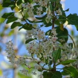 Photographie n°978064 du taxon Fallopia aubertii (L.Henry) Holub [1971]