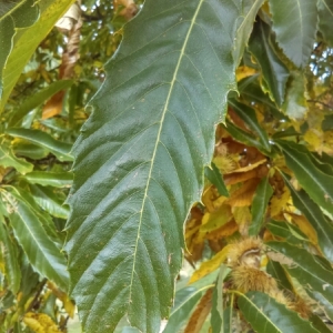 Photographie n°978167 du taxon Castanea sativa Mill.