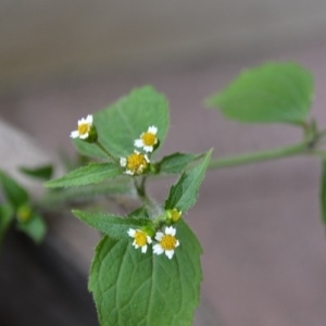 Photographie n°978298 du taxon Galinsoga quadriradiata Ruiz & Pav. [1798]