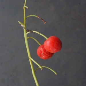 Photographie n°978315 du taxon Convallaria majalis L.