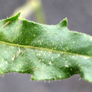 Photographie n°978332 du taxon Picris hieracioides L. [1753]