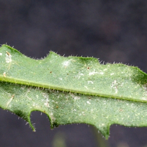 Photographie n°978342 du taxon Picris hieracioides L. [1753]