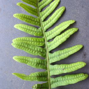 Photographie n°978353 du taxon Polypodium interjectum Shivas [1961]