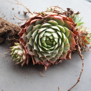 Photographie n°978359 du taxon Sempervivum tectorum L.