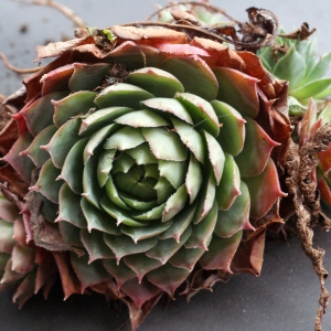 Photographie n°978360 du taxon Sempervivum tectorum L.