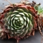  Liliane Roubaudi - Sempervivum tectorum L.