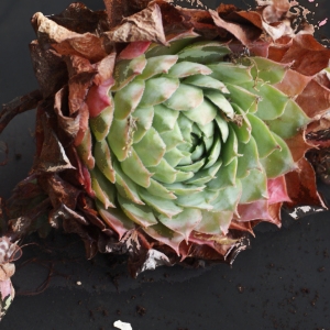 Photographie n°978363 du taxon Sempervivum tectorum L.