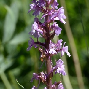 Photographie n°978392 du taxon Gymnadenia conopsea (L.) R.Br. [1813]