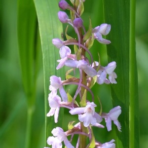 Photographie n°978393 du taxon Gymnadenia conopsea (L.) R.Br. [1813]