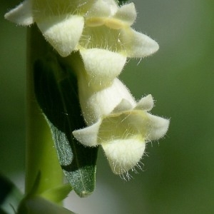 Photographie n°978454 du taxon Digitalis lutea L. [1753]