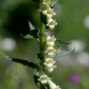 Photographie n°978455 du taxon Digitalis lutea L. [1753]