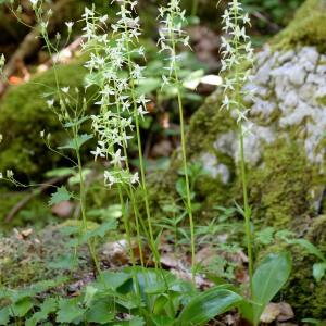 Photographie n°978461 du taxon Platanthera bifolia (L.) Rich. [1817]