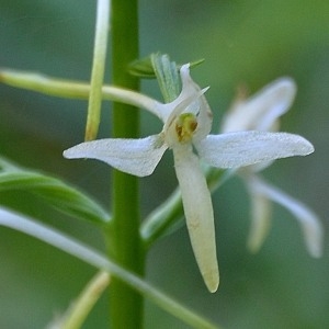 Photographie n°978529 du taxon Platanthera bifolia (L.) Rich. [1817]