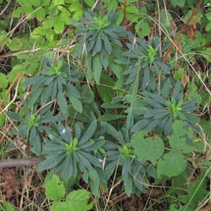 Photographie n°978580 du taxon Euphorbia characias L. [1753]