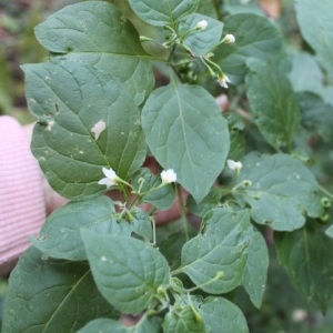 Photographie n°978596 du taxon Solanum nigrum L. [1753]