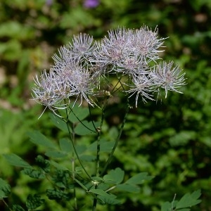 Photographie n°978845 du taxon Thalictrum aquilegiifolium L. [1753]