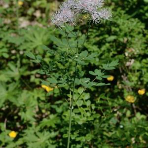 Photographie n°978846 du taxon Thalictrum aquilegiifolium L. [1753]