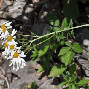 Photographie n°978962 du taxon Tanacetum corymbosum (L.) Sch.Bip. [1844]