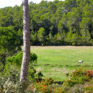 Photographie n°979376 du taxon Pinus halepensis Mill. [1768]