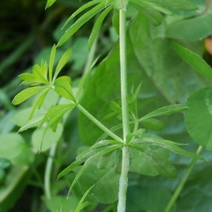 Photographie n°979384 du taxon Galium album Mill. [1768]