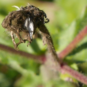 Photographie n°979467 du taxon Picris hieracioides L. [1753]