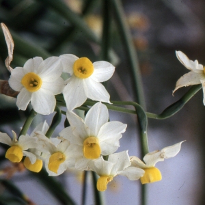 Photographie n°979558 du taxon Narcissus tazetta L. [1753]