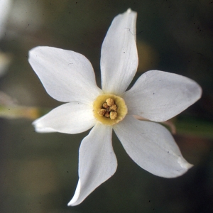 Photographie n°979562 du taxon Narcissus poeticus L. [1753]
