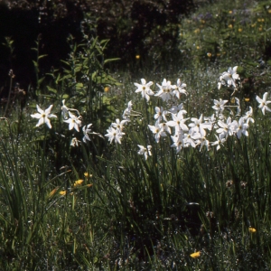 Photographie n°979563 du taxon Narcissus poeticus L. [1753]
