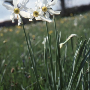 Photographie n°979564 du taxon Narcissus poeticus L. [1753]
