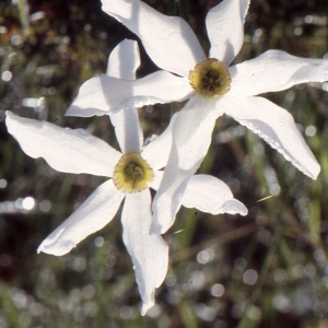 Photographie n°979565 du taxon Narcissus poeticus L. [1753]