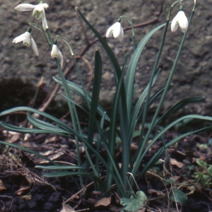 Photographie n°979575 du taxon Galanthus nivalis L.