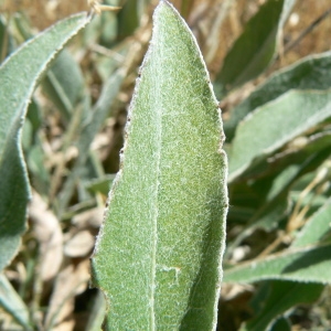 Photographie n°979764 du taxon Centaurea uniflora Turra [1765]