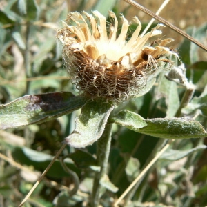 Photographie n°979766 du taxon Centaurea uniflora Turra [1765]