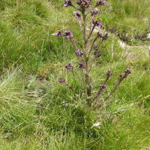 Photographie n°979907 du taxon Cirsium palustre (L.) Scop. [1772]