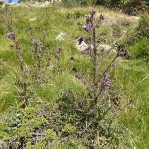 Photographie n°979908 du taxon Cirsium palustre (L.) Scop. [1772]