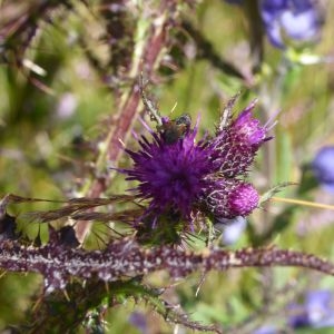 Photographie n°979909 du taxon Cirsium palustre (L.) Scop. [1772]