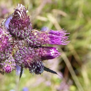 Photographie n°979910 du taxon Cirsium palustre (L.) Scop. [1772]